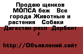 Продаю щенков МОПСА беж - Все города Животные и растения » Собаки   . Дагестан респ.,Дербент г.